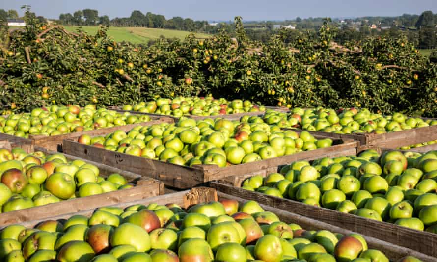 An apple crop in County Armagh.