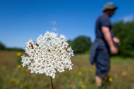 Close-up photo of a bright white flower with Carl in the background