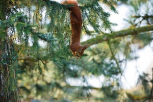 Head over heel ... a red squirrel in Krefeld, North Rhine Westphalia, Germany.