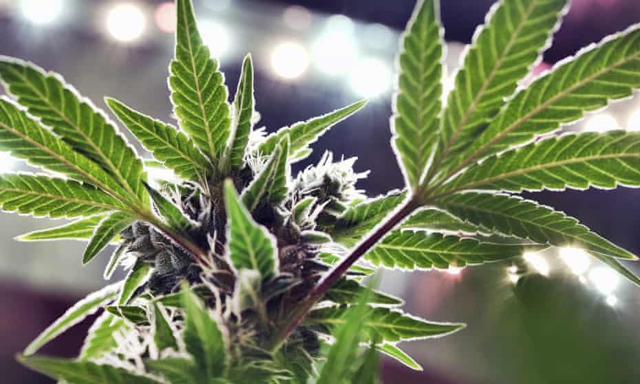 File photo of a marijuana plant