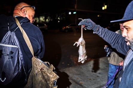 Jerry Nano, right, puts a dead rat into a bag.