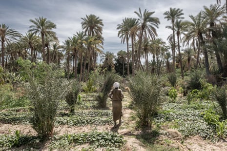 A farmer, back to camera, walks through the oasis in Barkadroussou, Kanem province, Chad