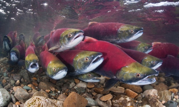 Sockeye salmon in the Adams River, British Columbia, Canada