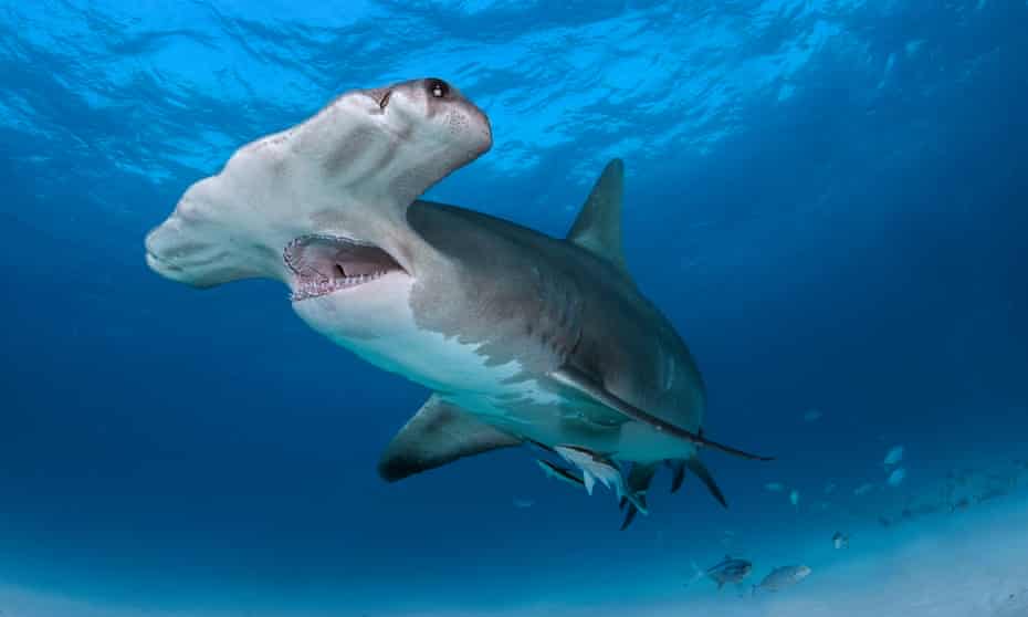 Great hammerhead shark with jaws open