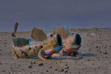 Two spotted fish with elaborate fins sit on wet sand with their mouths open