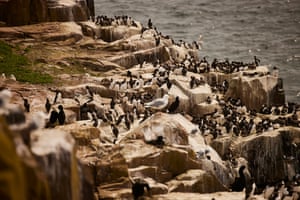 Puffins and gulls on rocks