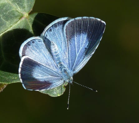 A holly blue butterfly on a leaf.