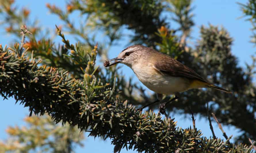 Paul Kelly’s skittering, bouncing music reminds Sean Dooley of yellow-rumped thornbills.