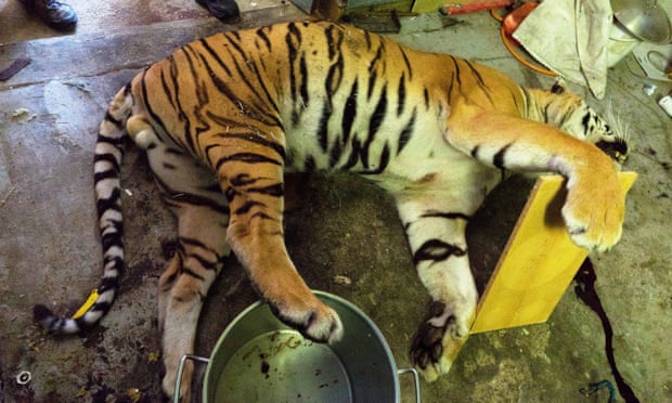 The body of a tiger discovered in in a house in Prague, next to a pot used to cook down tiger parts