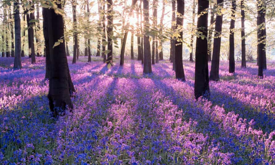 Bluebells in a UK woodland during spring.