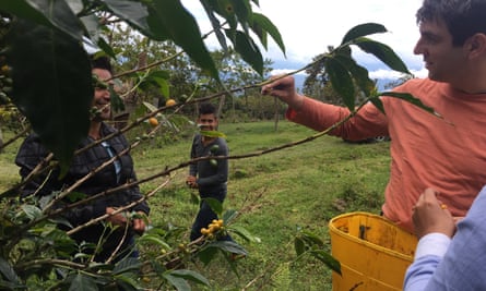 ‘Gracisa por ustedes’: picking coffee cherries on the Guarnizo farm.