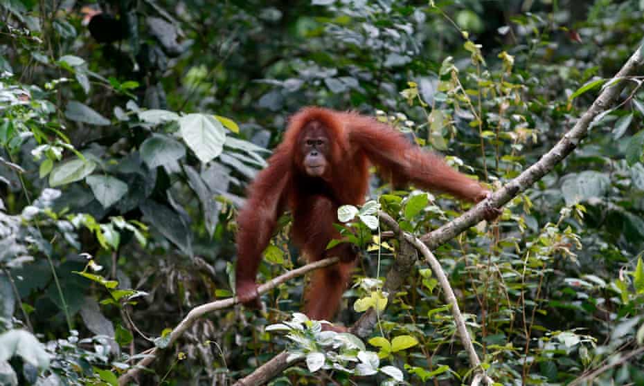 Orangutan in a tree