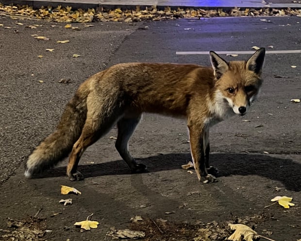 Mr Foxy in Walthamstow
