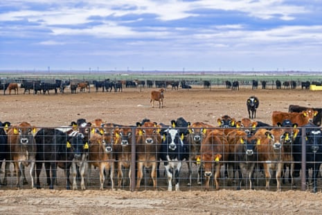 Herd of calves behind wire fence on cattle ranch in Texas.