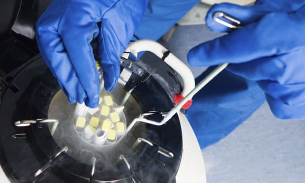 Fertilized embryos are stored in liquid nitrogen filled tanks.