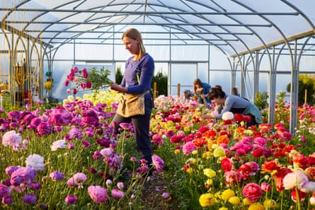 Women picking flowers in a greenhouse