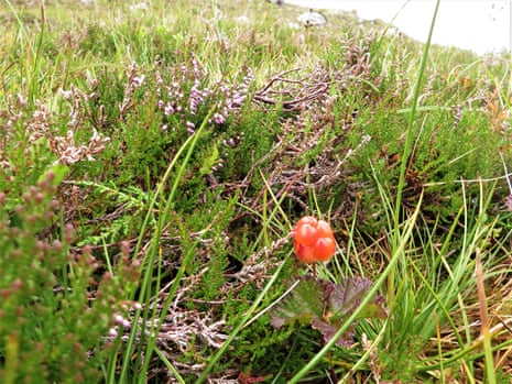 A cloudberry amid the heather