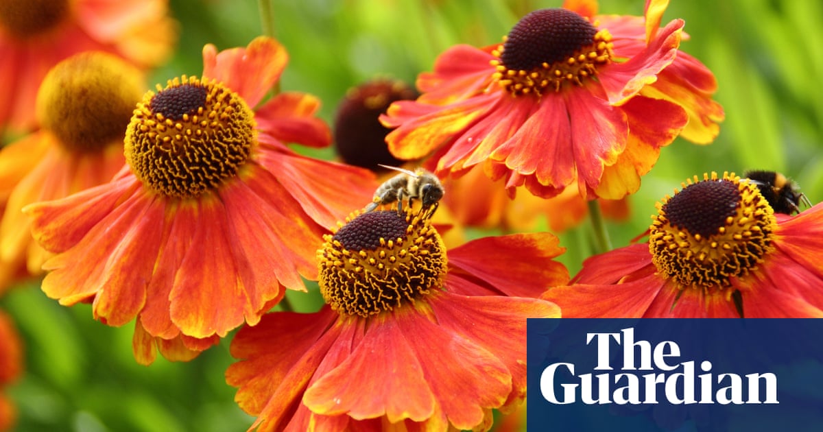 Изследванията установиха че няколко фактора са възпрепятствали способността на пчелите