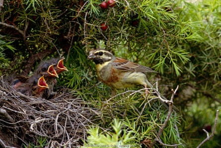A small finch-like bird at a nest in a pine tree and three chicks with gaping mouths.