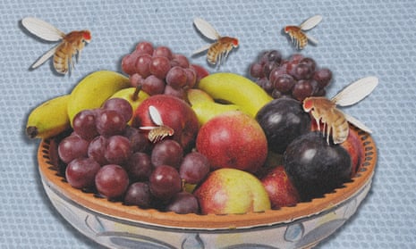 Flies around a fruit bowl