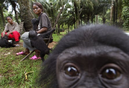 Bonobos have been vanishing rapidly from their only habitat – the DRC – for the past 20 years.