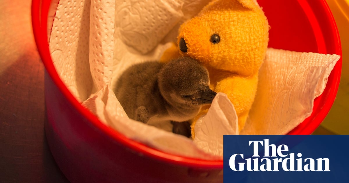 Arizona aquarium welcomes endangered African penguin chicks