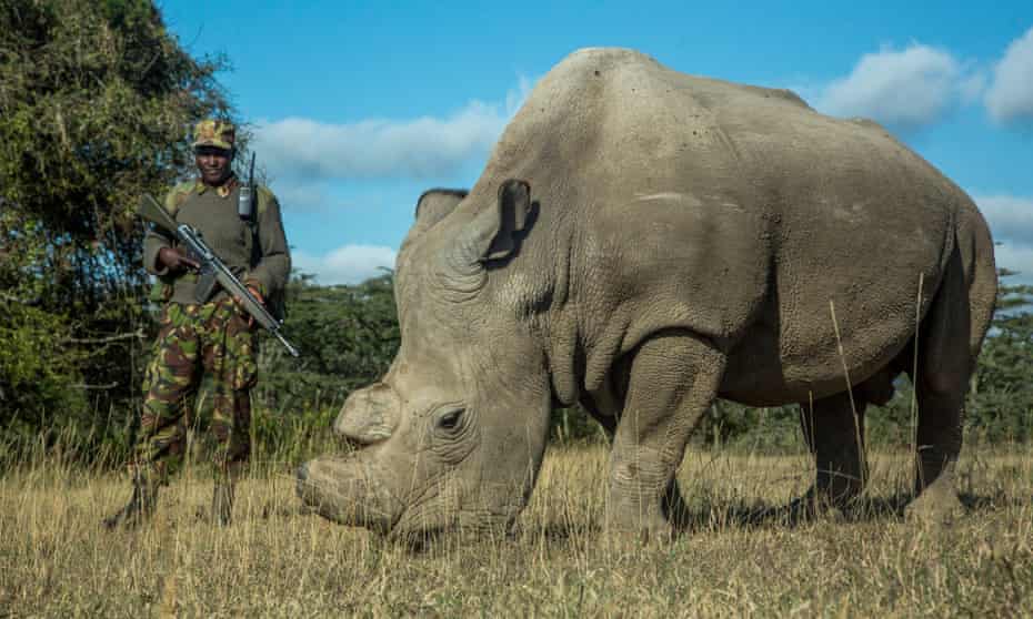 Sudan, the last male northern white rhino, was put down last week because of ill health, leaving only two ageing females. 