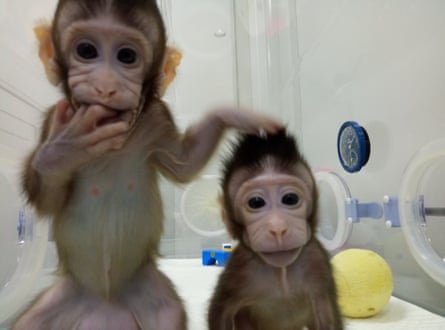 Cloned macaques Zhong Zhong and Hua Hua in their Chinese laboratory