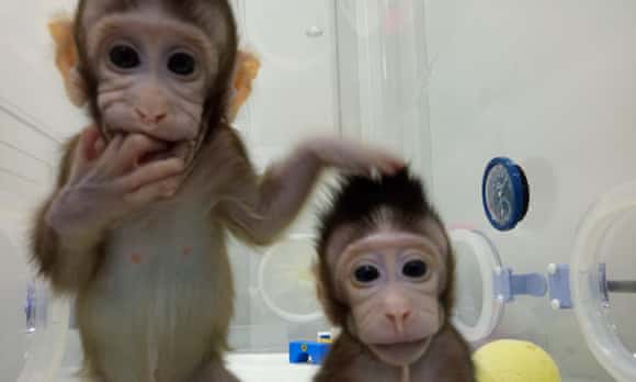 Cloned macaques Zhong Zhong and Hua Hua.