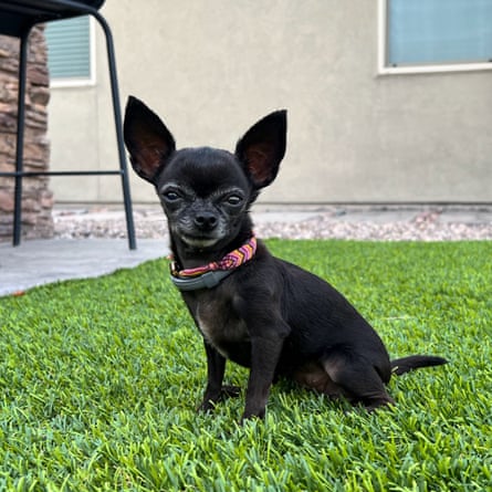 Picosita – a black chihuahua with a pink collar on sitting on a patch of bright green grass outside a house