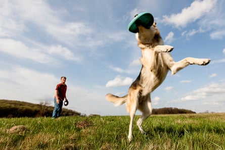 A man in the distance with a dog in the foreground catching a frisbee in its mouth 