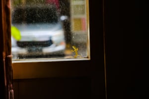 A chameleon lurking on a window in Jakarta, Indonesia.