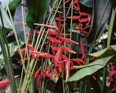 Photograph of a red tropical flower in Grenada by film-maker and artist Steve McQueen