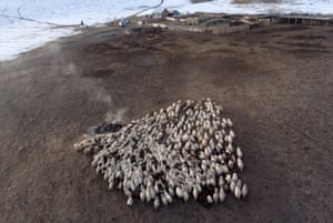 A flock of sheep by a winter farm at Saylyugemsky National Park in the Alti Republic, Russian Federation