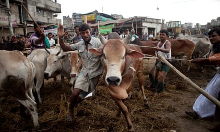 Hell for leather: men struggle to control a cow at a cattle market in Dhaka, Bangladesh.
