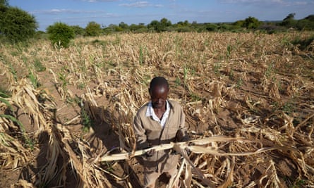 A man stands holding an uprooted dead crop plant in a field of similar dead plants.