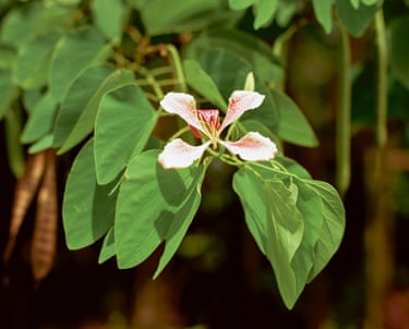 Photograph of a white tropical flower in Grenada by film-maker and artist Steve McQueen