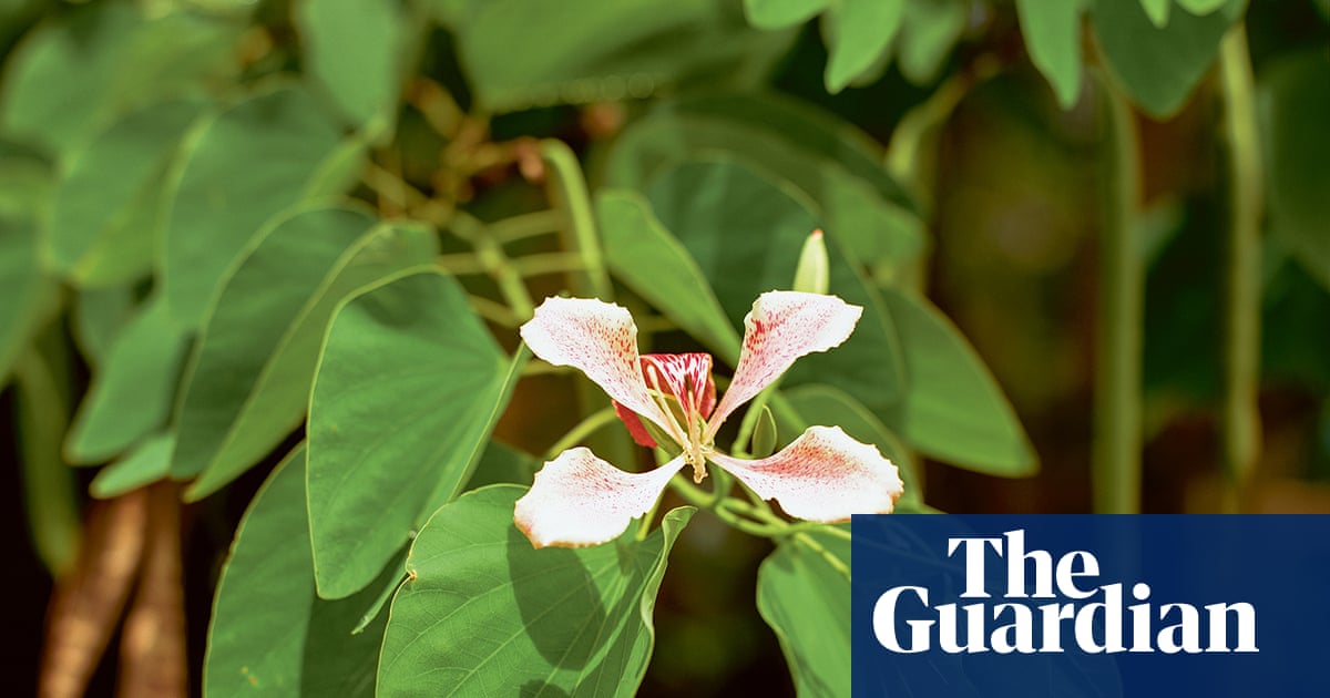 ‘These flowers have witnessed horrific things’: Steve McQueen’s bountiful Grenada – in pictures