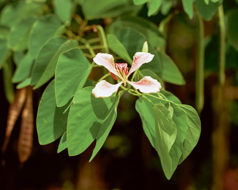 Flowering plant from Steve McQueen's Bounty