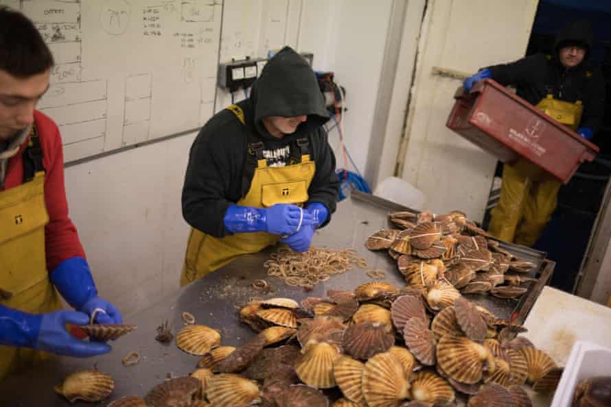 Staff at Loch Fyne Seafarms, in Tarbert, Argyllshire, sort scallops, lobsters and lagoustines for shipping.