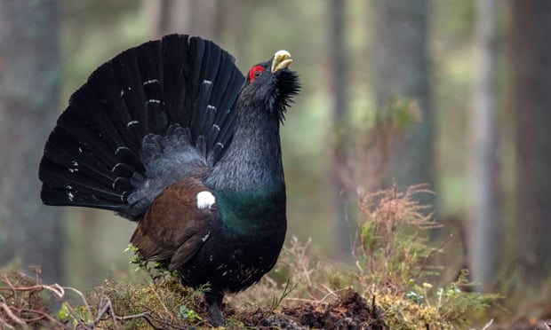 Capercaillie numbers have fallen significantly in recent years.