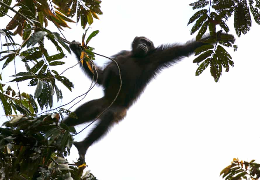 The study produced a total population estimate for the central chimpanzee of nearly 130,000 individuals.