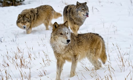 Gray wolves in snow