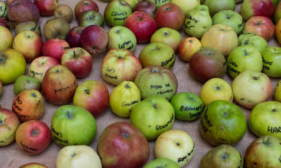 The apples we know today, varieties of the species Malus domestica, have long been known to have descended from a species of wild apple from central Asia.