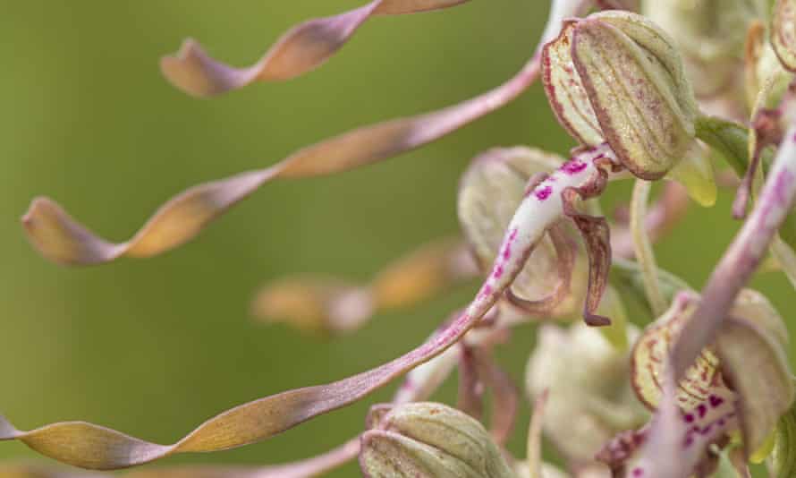 A lizard orchid (Himantoglossum hircinum).