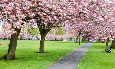 Cherry blossom in a Harrogate park