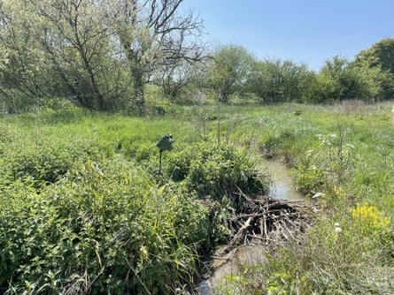 A beaver dam over a stream