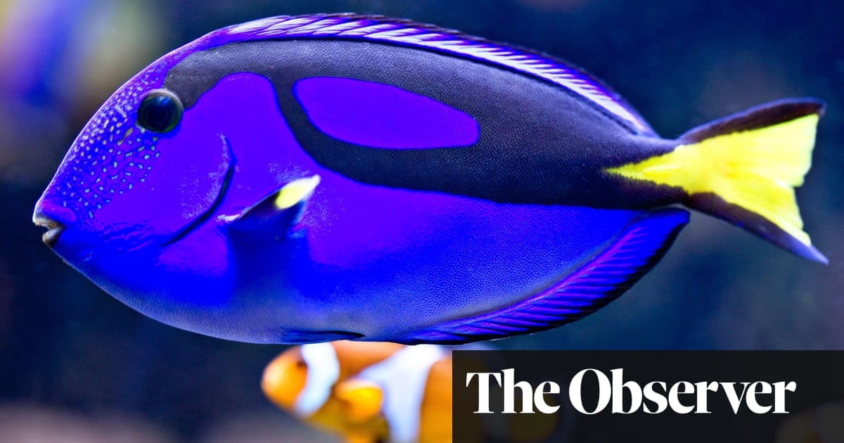 The Eco Guide To Pet Fish Environment The Guardian the eco guide to pet fish environment