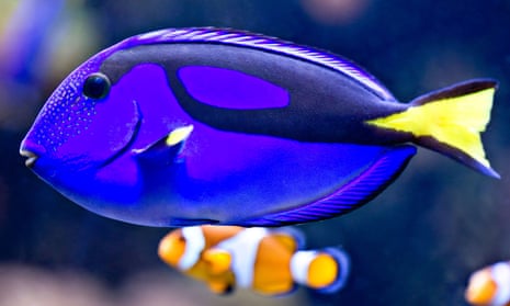 Blue tang fish resembling Dory next to a clownfish resembling Nemo