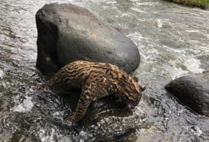 An ocelot killed by poachers, Colombia.